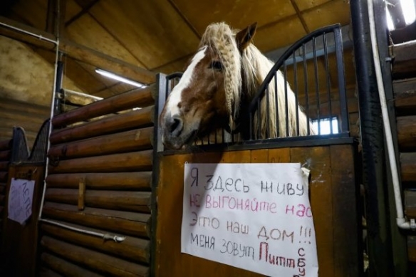 В Волгограде продолжают ликвидацию конюшен «Соснового бора»